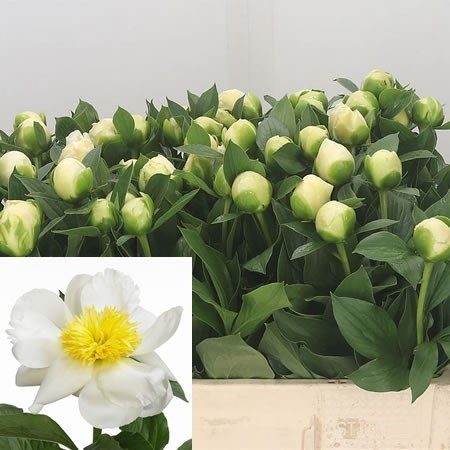 Peony Jan Van Leeuwen
