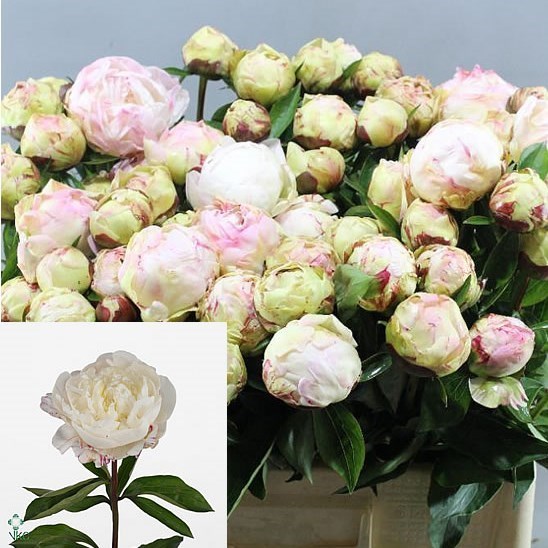 Peony Jubilee