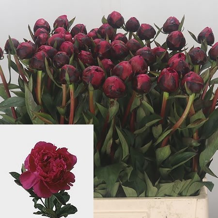 Peony Kansas