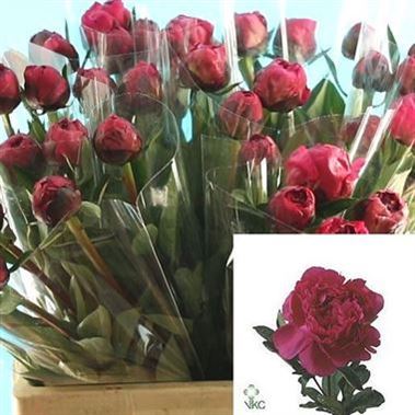 Peony kansas