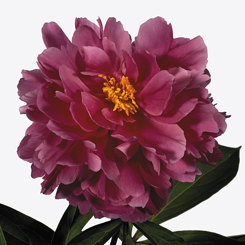 Peony Karl Rosenfield