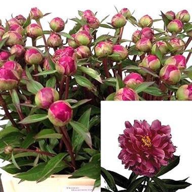 Peony karl rosenfield