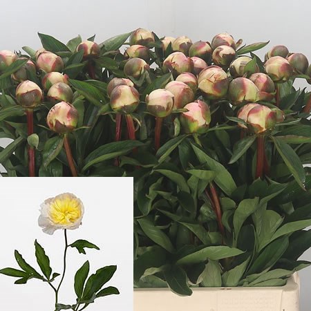 Peony Laura Dessert