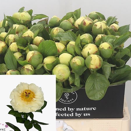 Peony Lemon Chiffon