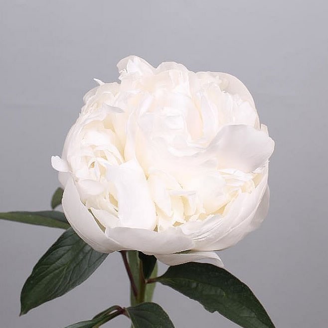 Peony Madam Claude Tain 60cm | Wholesale Dutch Flowers & Florist