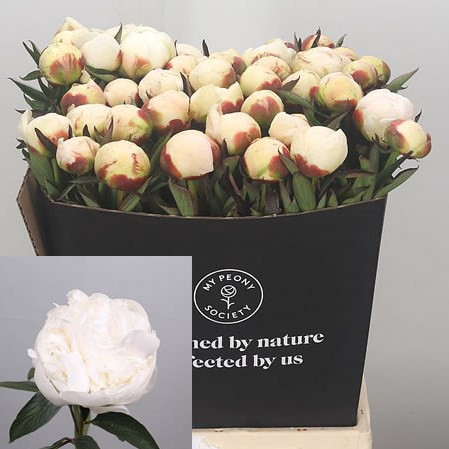 Peony Madame Claude Tain 50cm | Wholesale Dutch Flowers & Florist