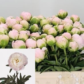 Peony Miss America