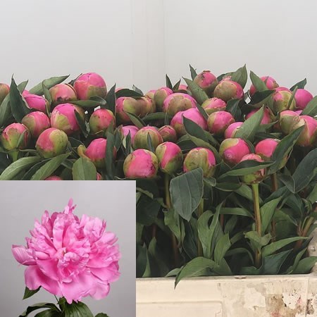 Peony Monsieur Jules Elie