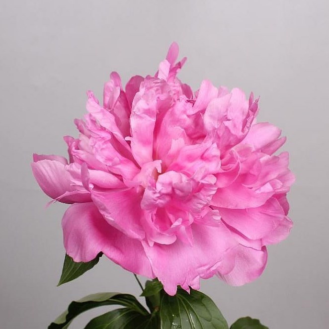 Peony Monsieur Jules Elie