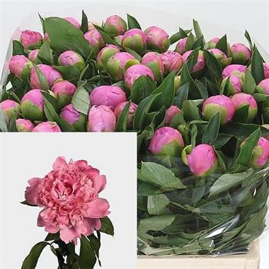 Peony Monsieur Jules Elie