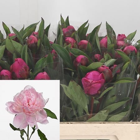 Peony Noemi Demay