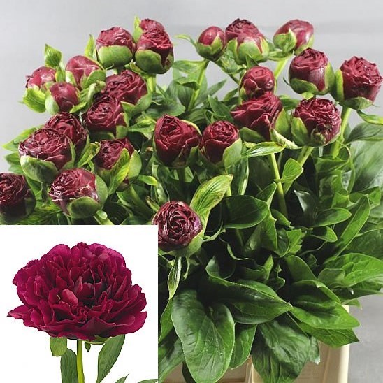 Peony Ole Faithful