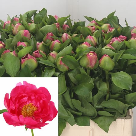 Peony Paula Fay