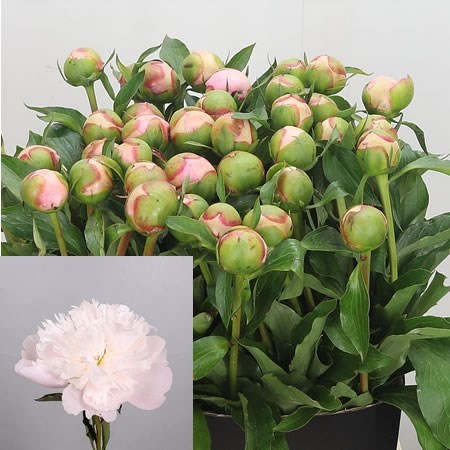 Peony Pecher