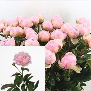 Peony Pillow Talk