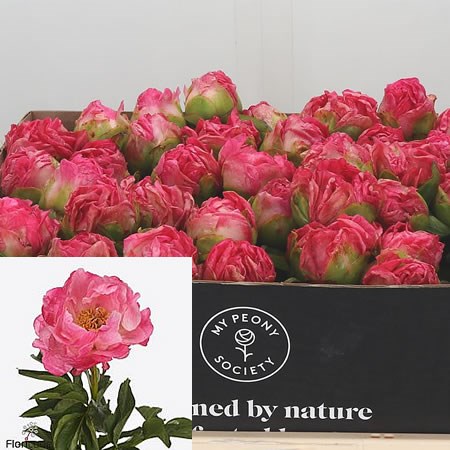 Peony Pink Choice