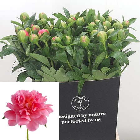 Peony Pink Hawaii Coral