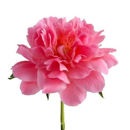 Peony Pink Hawaii Coral