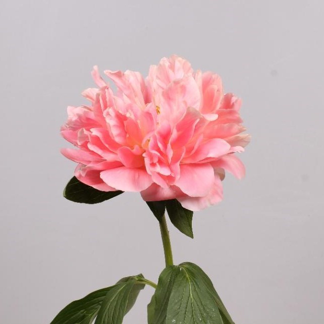 Peony Pink Hawaii Coral 55cm Wholesale Dutch Flowers & Florist