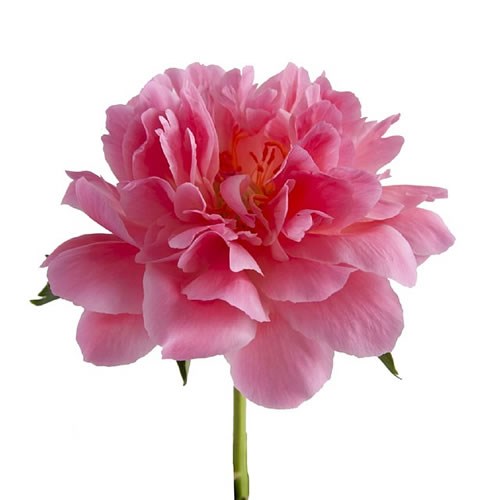 Peony Pink Hawaiian Coral