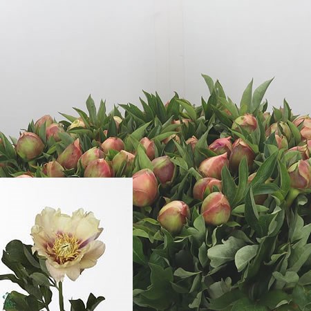 Peony Prairie Charm