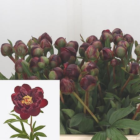 Peony Red Glory