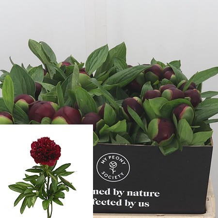 Peony Red Grace