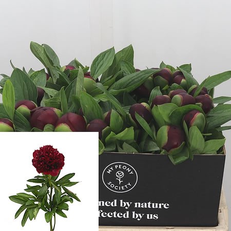 Peony Red Grace