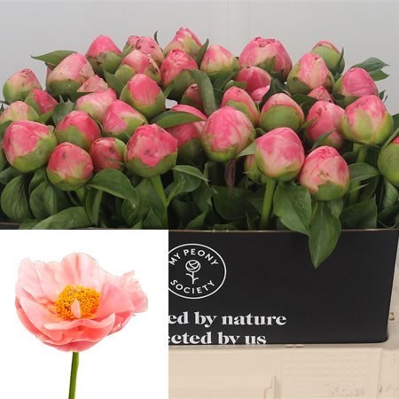 Peony Salmon Chiffon