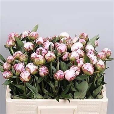 Peony Sarah Bernhardt