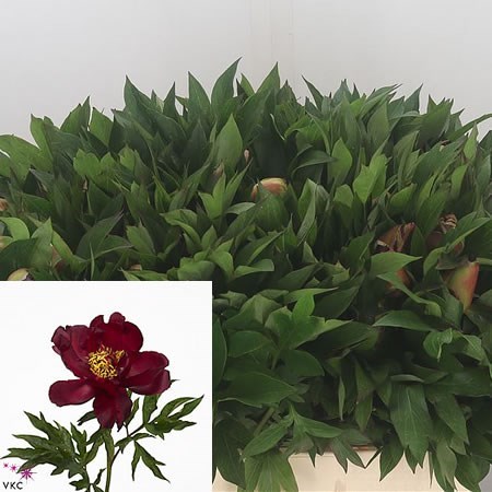 Peony Scarlet Heaven (Small)