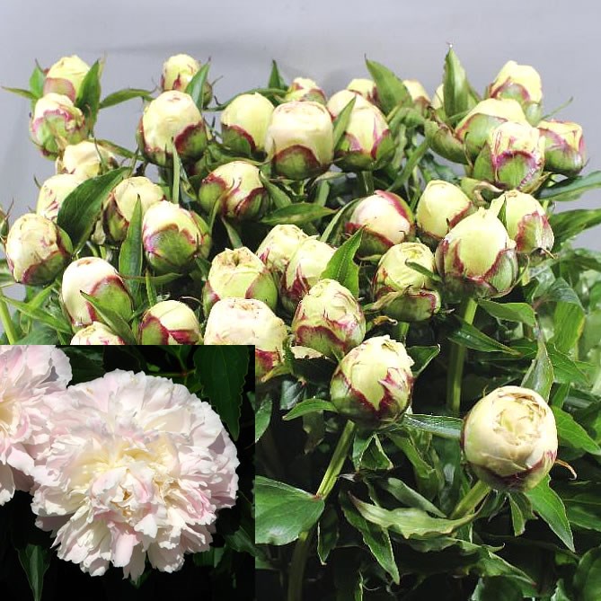 Peony Shirley Temple