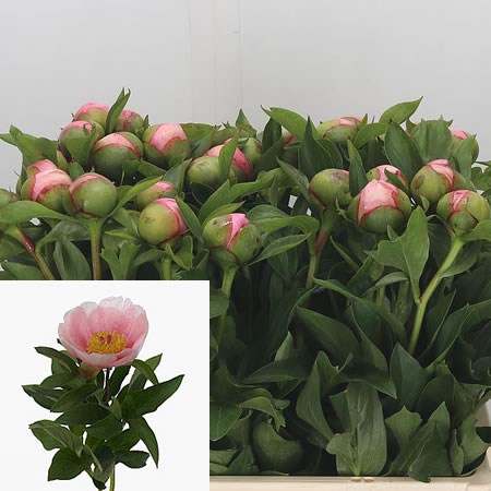 Peony Soft Salmon Saucer