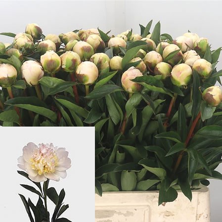 Peony Top Brass 60cm | Wholesale Dutch Flowers & Florist Supplies UK