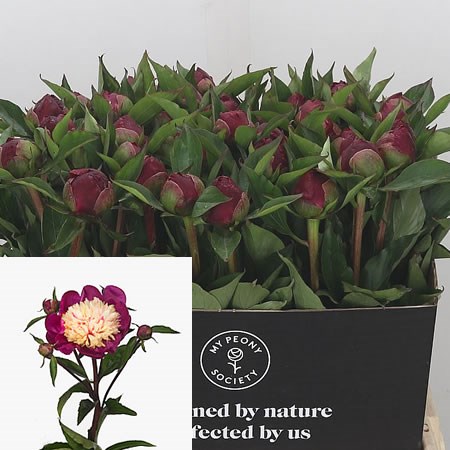 Peony White Cap