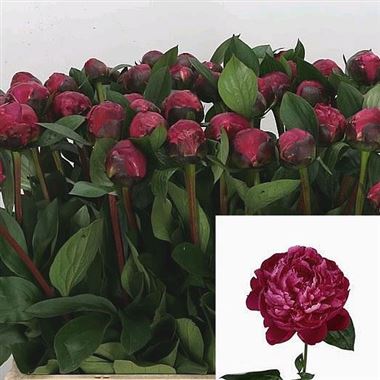 Peony Red Sarah Bernhardt