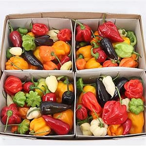 Pepper Mix (Mini in Punnets)
