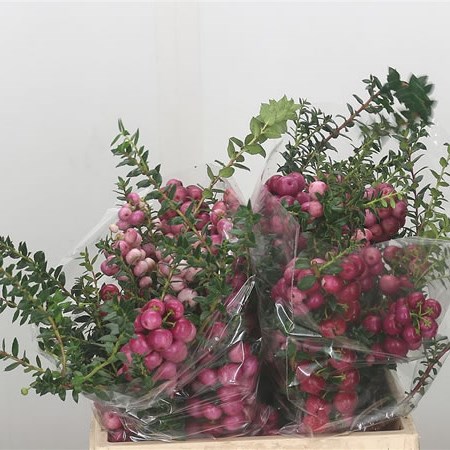 Pernettya Mucronata Pink