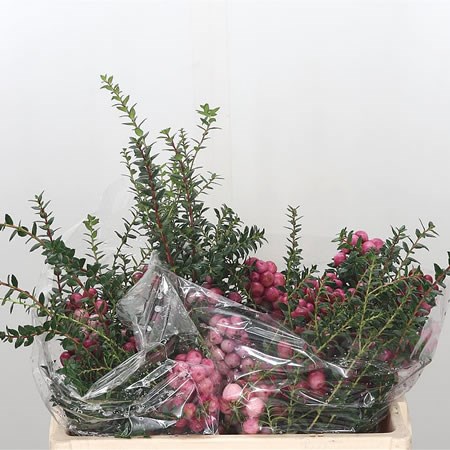 Pernettya Mucronata Pink