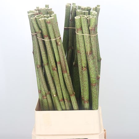 Persica Polygonum