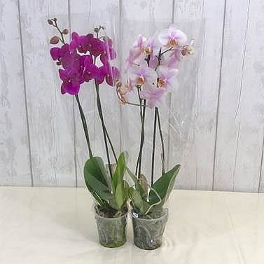 Phalaenopsis 2 Stem Mix