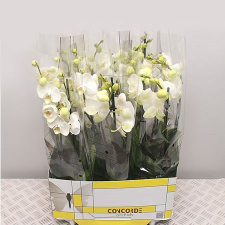 Phalaenopsis 3 Stem White Concorde (6's)