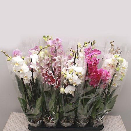 Phalaenopsis 4 Stem Mix (10's)