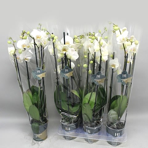 Phalaenopsis 4 Stem White Edessa (6's)
