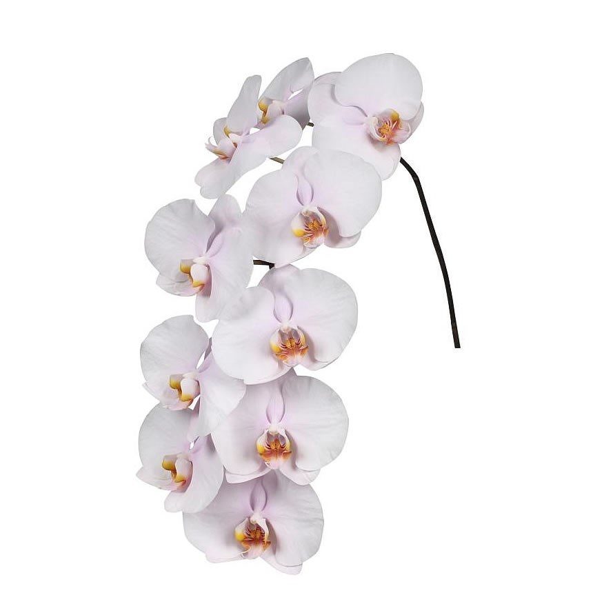 Phalaenopsis Orchid - Alpha