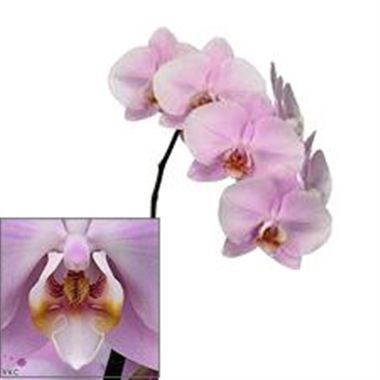 Phalaenopsis Orchid - Anthura Manila