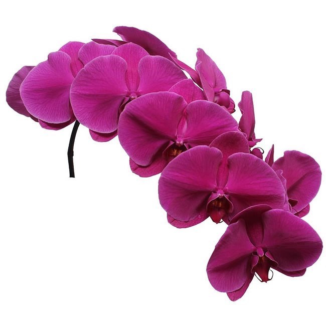 Phalaenopsis Orchid - Beau Monde