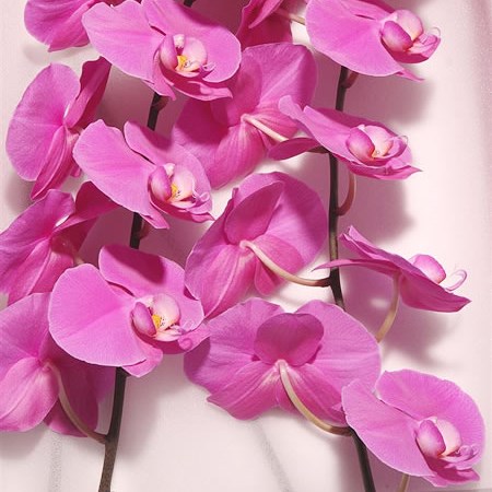 Phalaenopsis Orchid - Buffalo