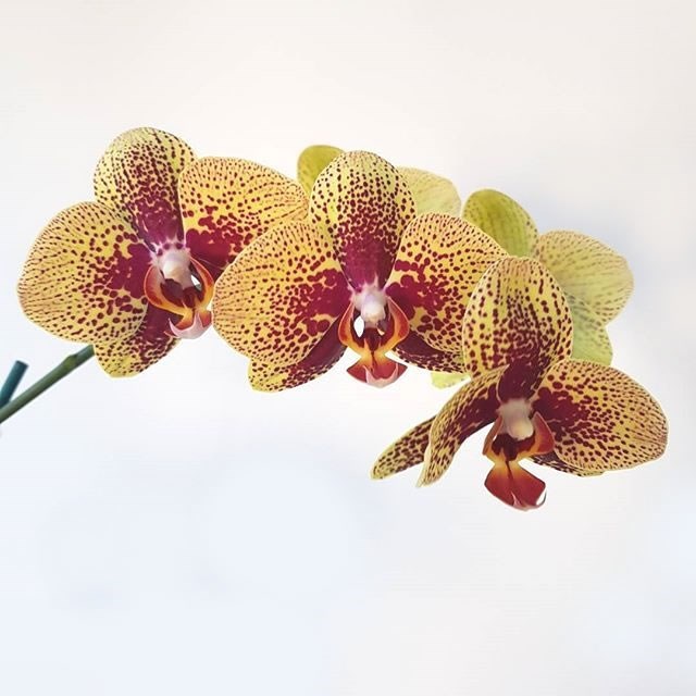 Phalaenopsis Orchid - Karin Aloha