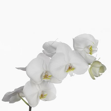 Phalaenopsis Orchid - Kyoto